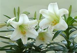 Lilies