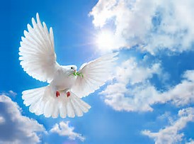 Peace dove