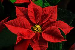 poinsettia
