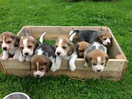 puppies