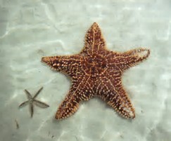 starfish