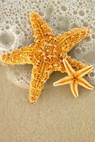 starfish2
