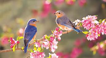 spring
